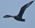 Pomarine Jaeger